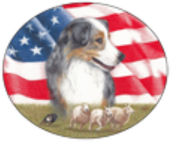 Fast CAT - Miniature American Shepherd Club Of The USA (2024 Event)