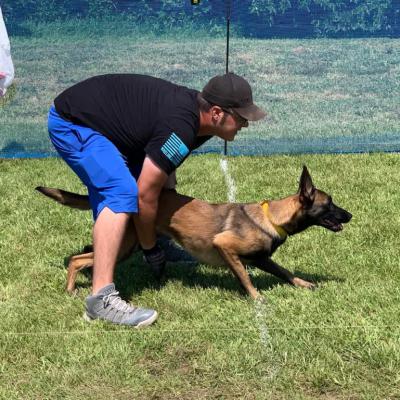 Lyta the Belgian Malinois