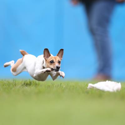 Bie the Toy Fox Terrier