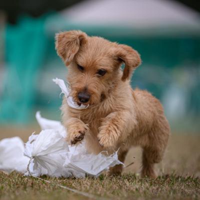 Puffin killing the bag!