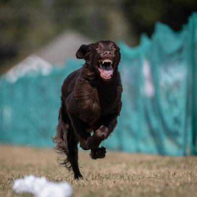 Wish in full beast mode!