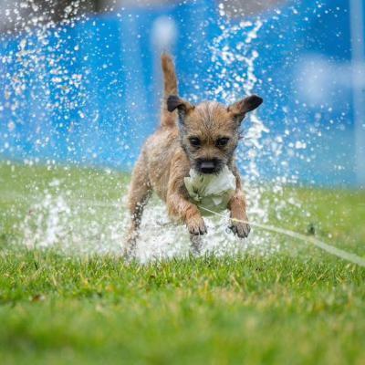 Fastcat & Dock Diving