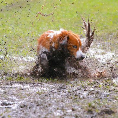 Gibson in a mud bowl