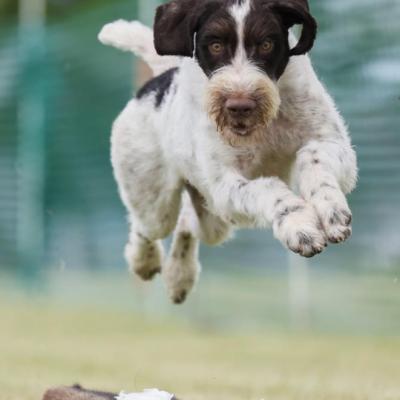 Maverick flying high