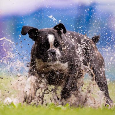 Lucy in the mud bowl