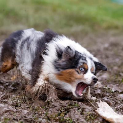Malcolm - ready for a bath