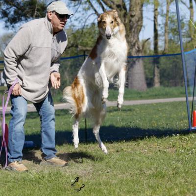 Remi, the bouncing Borzoi