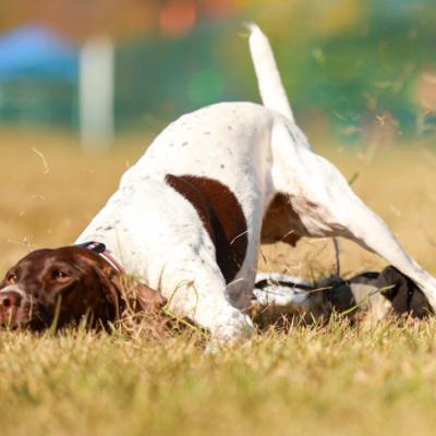 Beca sliding in hard