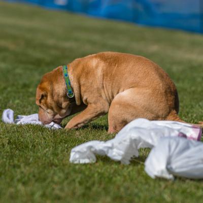 Biscuit - retirement run