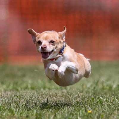 Ivy in complete hover mode
