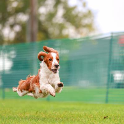 Ernie, the Flying Welshman