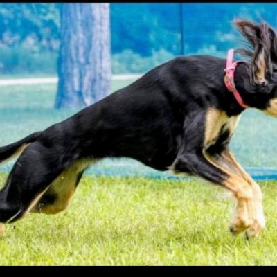 Cherry taking off fast!